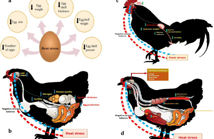 Poultry Farming and Adverse Season as a Stressor