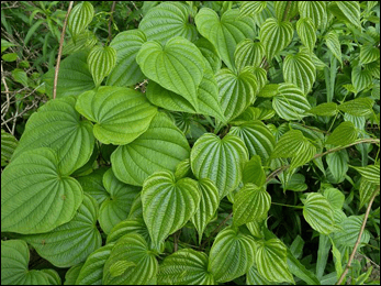 5 Health Benefits of Wild Yam (Dioscorea villosa)