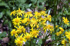 20 Medicinal Health Benefits Of Liferoot (Senecio aureus) 20 Medicinal Health Benefits Of Liferoot (Senecio aureus)