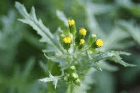 20 Medicinal Health Benefits Of Groundsel (Senecio vulgaris)