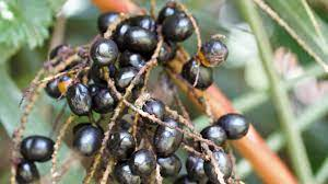 20 Medicinal Health Benefits Of Saw Palmetto (Serenoa repens)