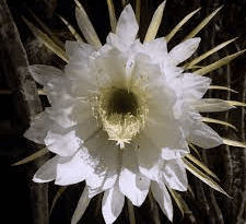 Night Blooming Cactus (Epiphyllum oxypetalum