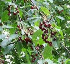 19 Medicinal Health Benefits Of Wild Cherry (Prunus avium)