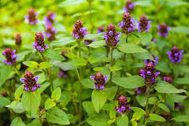 20 Medicinal Health Benefits Of Self-Heal (Prunella vulgaris)