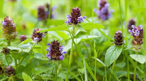 20 Medicinal Health Benefits Of Self-Heal (Prunella vulgaris)