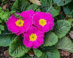 20 Medicinal Health Benefits Of Primrose (Primula)