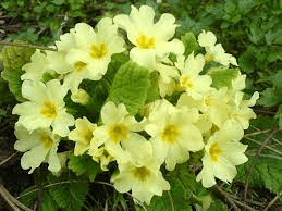 20 Medicinal Health Benefits Of Primrose (Primula) 20 Medicinal Health Benefits Of Primrose (Primula)