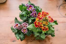20 Medicinal Health Benefits Of Primrose (Primula) 20 Medicinal Health Benefits Of Primrose (Primula)
