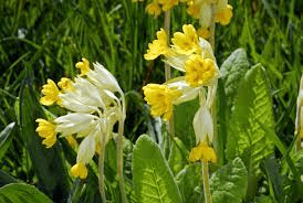 20 Medicinal Health Benefits Of Cowslip (Primula veris)