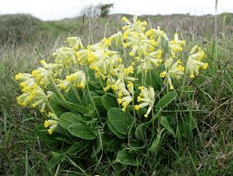 20 Medicinal Health Benefits Of Cowslip (Primula veris) 20 Medicinal Health Benefits Of Cowslip (Primula veris)