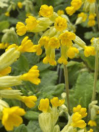 20 Medicinal Health Benefits Of Cowslip (Primula veris) 20 Medicinal Health Benefits Of Cowslip (Primula veris)