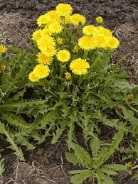 20 Medicinal Health Benefits Of Dandelion (Taraxacum officinale)