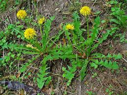 20 Medicinal Health Benefits Of Dandelion (Taraxacum officinale)