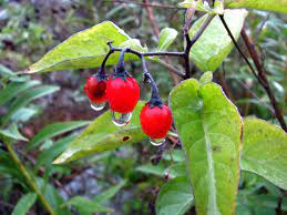20 Medicinal Health Benefits Of Bittersweet (Solanum dulcamara)