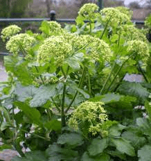 20 Medicinal Health Benefits Of Alexanders (Smyrnium olusatrum)