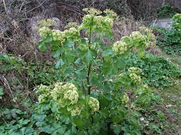 20 Medicinal Health Benefits Of Alexanders (Smyrnium olusatrum) 20 Medicinal Health Benefits Of Alexanders (Smyrnium olusatrum)