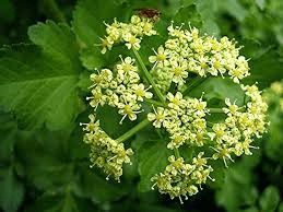 20 Medicinal Health Benefits Of Alexanders (Smyrnium olusatrum) 20 Medicinal Health Benefits Of Alexanders (Smyrnium olusatrum)