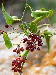 18 The Medicinal Health Benefits Of Sarsaparilla (Smilax officinalis)