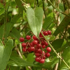 18 The Medicinal Health Benefits Of Sarsaparilla (Smilax officinalis) 18 The Medicinal Health Benefits Of Sarsaparilla (Smilax officinalis)