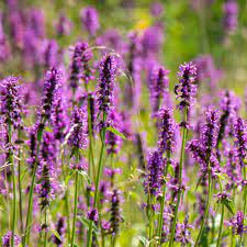 18 Medicinal Health Benefits Of Wood Betony (Stachys officinalis) 18 Medicinal Health Benefits Of Wood Betony (Stachys officinalis)