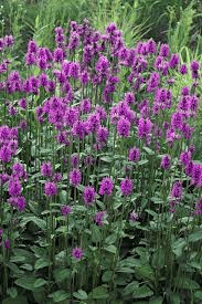 18 Medicinal Health Benefits Of Wood Betony (Stachys officinalis) 18 Medicinal Health Benefits Of Wood Betony (Stachys officinalis)