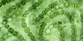 19 Medicinal Health Benefits Of Blue-Green Algae (Cyanobacteria)