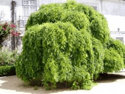 19 Medicinal Health Benefits Of Chinese Scholar Tree (Sophora japonica)