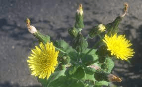 18 Medicinal Health Benefits Of Sow Thistle (Sonchus oleraceus) 18 Medicinal Health Benefits Of Sow Thistle (Sonchus oleraceus)