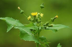 18 Medicinal Health Benefits Of Sow Thistle (Sonchus oleraceus) 18 Medicinal Health Benefits Of Sow Thistle (Sonchus oleraceus)