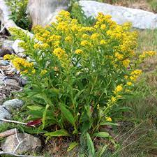 19 Medicinal Health Benefits Of Goldenrod (Solidago) 19 Medicinal Health Benefits Of Goldenrod (Solidago)