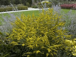 19 Medicinal Health Benefits Of Goldenrod (Solidago) 19 Medicinal Health Benefits Of Goldenrod (Solidago)