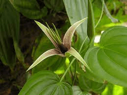 20 Medicinal Health Benefits Of Stemona Root (Stemona tuberosa)