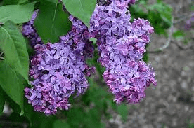 20 Medicinal Health Benefits Of Lilac (Syringa vulgaris)