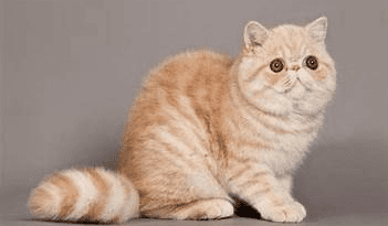 Exotic Shorthair Cat Breeds Description and Complete Care Guide