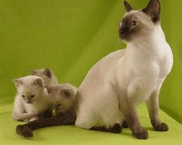 Tonkinese Cat Breed (Felis catus) Description and Complete Care Guide