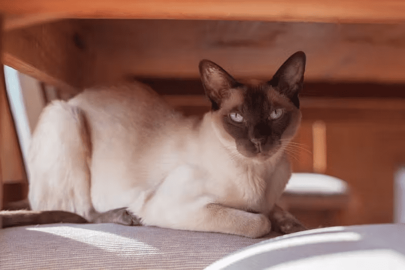 Tonkinese Cat Breed (Felis catus) Description and Complete Care Guide