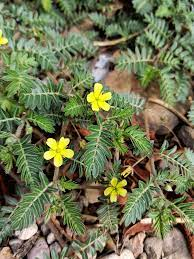 20 Medicinal Health Benefits of Tribulus (Tribulus terrestris) 20 Medicinal Health Benefits of Tribulus (Tribulus terrestris)