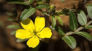 20 Medicinal Health Benefits of Tribulus (Tribulus terrestris) 20 Medicinal Health Benefits of Tribulus (Tribulus terrestris)