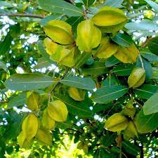 20 Medicinal Health Benefits Of Arjun (Terminalia arjuna) 20 Medicinal Health Benefits Of Arjun (Terminalia arjuna)