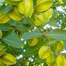 20 Medicinal Health Benefits Of Arjun (Terminalia arjuna) 20 Medicinal Health Benefits Of Arjun (Terminalia arjuna)
