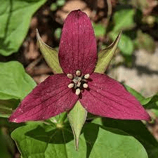 20 Medicinal Health Benefits Of Bethroot (Trillium erectum)