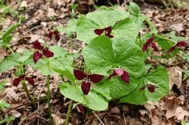20 Medicinal Health Benefits Of Bethroot (Trillium erectum) 20 Medicinal Health Benefits Of Bethroot (Trillium erectum)