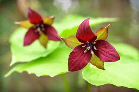 20 Medicinal Health Benefits Of Bethroot (Trillium erectum) 20 Medicinal Health Benefits Of Bethroot (Trillium erectum)