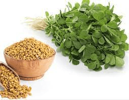 19 Medicinal Health Benefits Of Fenugreek (Trigonella foenum-graecum)