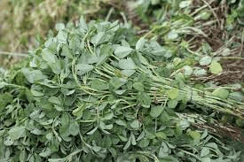 19 Medicinal Health Benefits Of Fenugreek (Trigonella foenum-graecum)