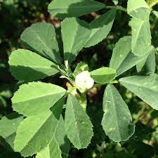 19 Medicinal Health Benefits Of Fenugreek (Trigonella foenum-graecum)