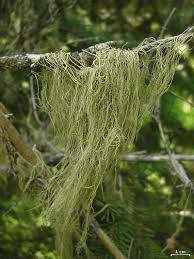 17 Medicinal Health Benefits Of Old Man's Beard (Usnea)