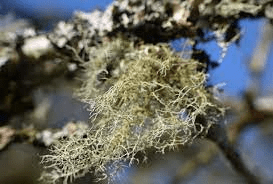 17 Medicinal Health Benefits Of Old Man's Beard (Usnea) 17 Medicinal Health Benefits Of Old Man's Beard (Usnea)
