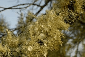 17 Medicinal Health Benefits Of Old Man's Beard (Usnea) 17 Medicinal Health Benefits Of Old Man's Beard (Usnea)