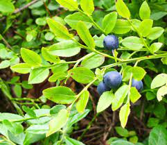 Medicinal Health Benefits Of Bilberry (Vaccinium myrtillus)